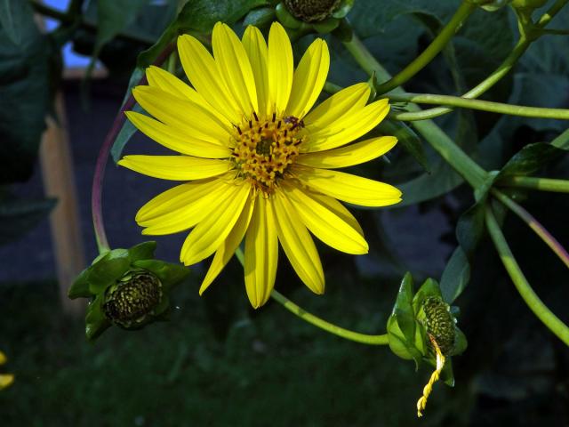 Mužák prorostlý (Silphium perfoliatum L.)