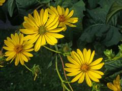 Mužák prorostlý (Silphium perfoliatum L.)