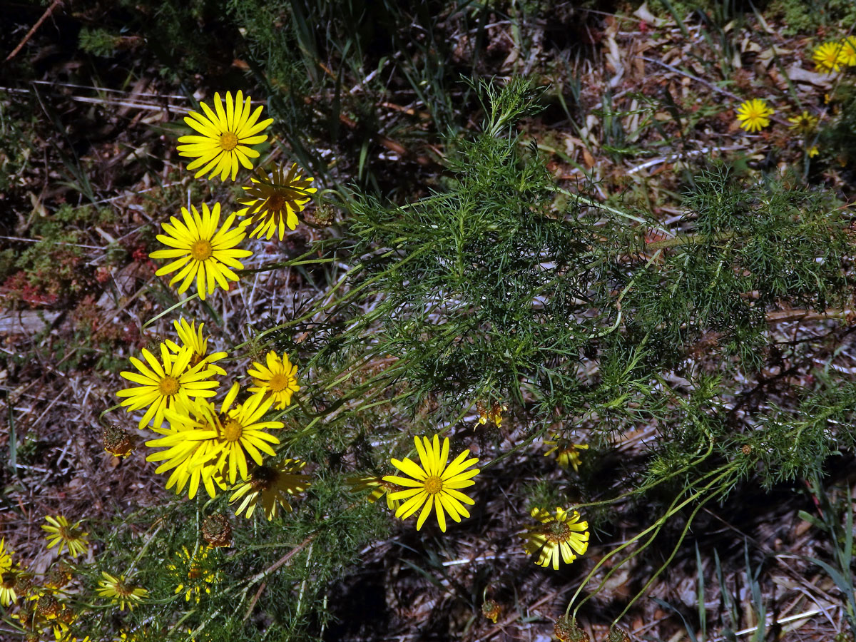 Euryops abrotanifolius (L.) DC.