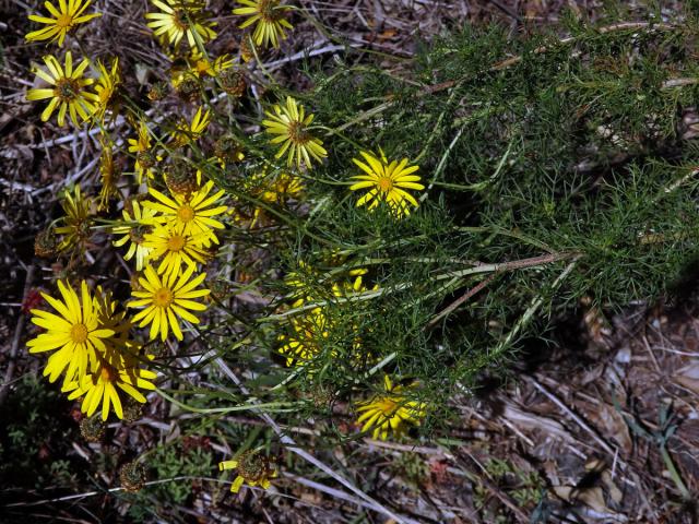 Euryops abrotanifolius (L.) DC.