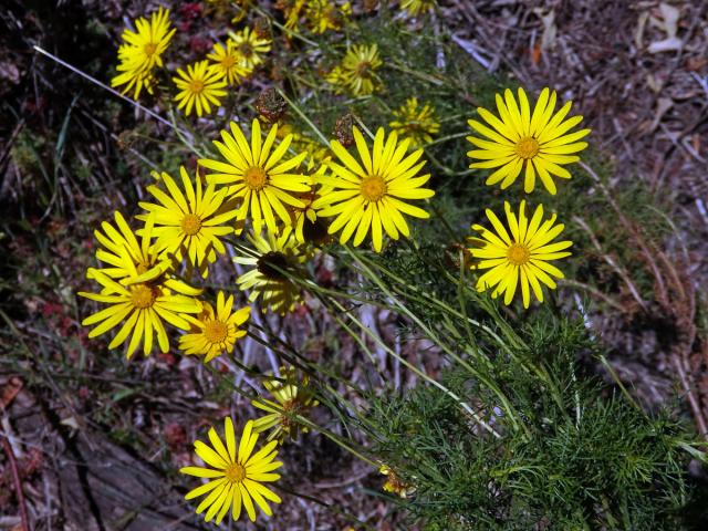 Euryops abrotanifolius (L.) DC.