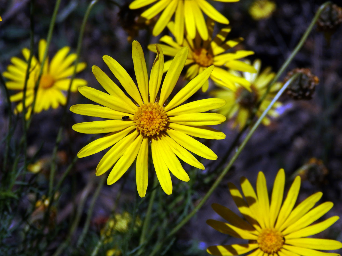 Euryops abrotanifolius (L.) DC.