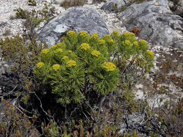 Hymenolepis parviflora (L.) DC.