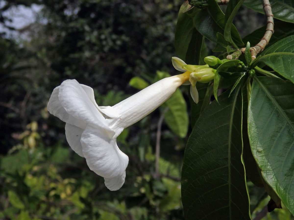 Stemmadenia litoralis (Kunth) L. Allorge