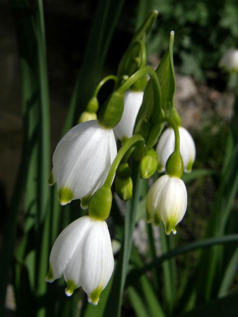 Bledule letní (Leucojum aestivum L.)