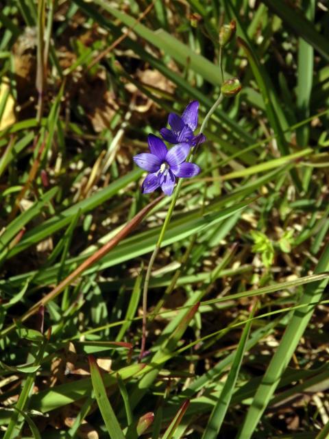 Geissorhiza aspera Goldblatt