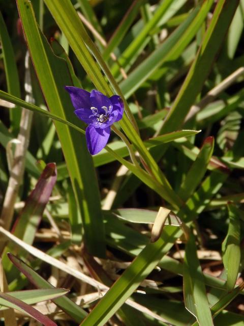 Geissorhiza aspera Goldblatt