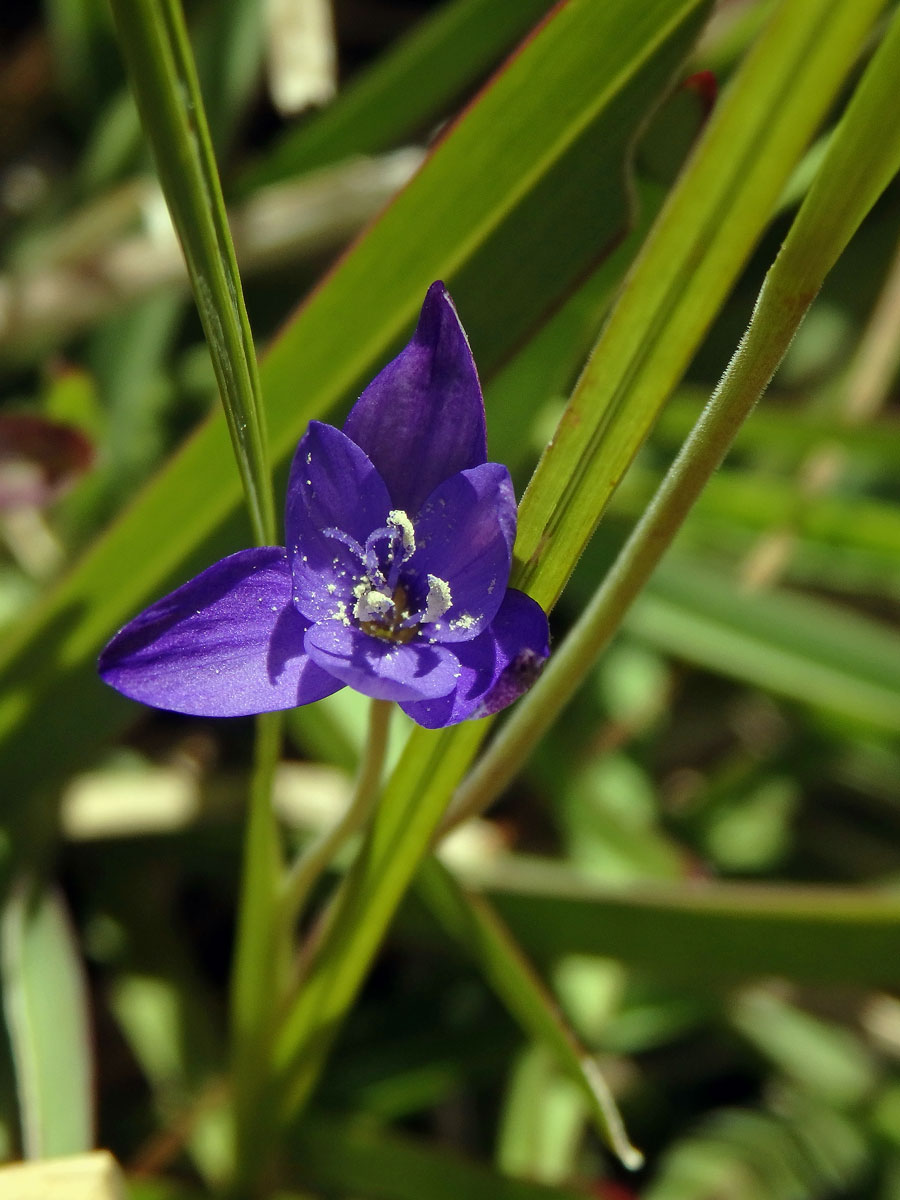 Geissorhiza aspera Goldblatt