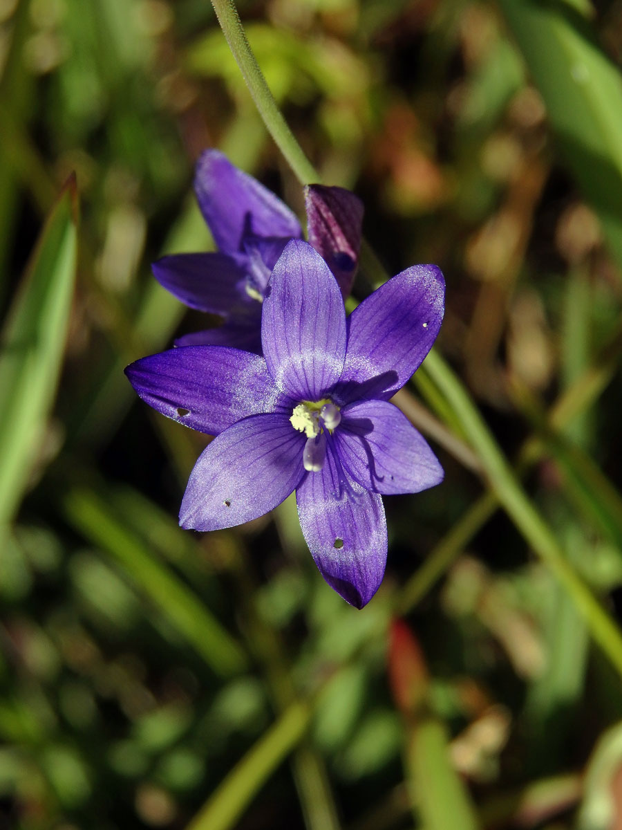 Geissorhiza aspera Goldblatt