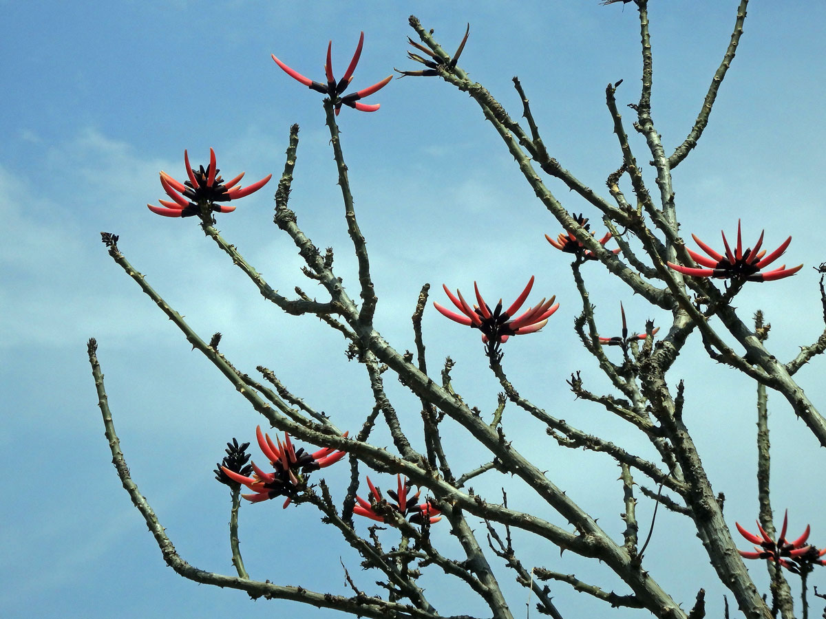 Zarděnice (Erythrina lysistemon L.)