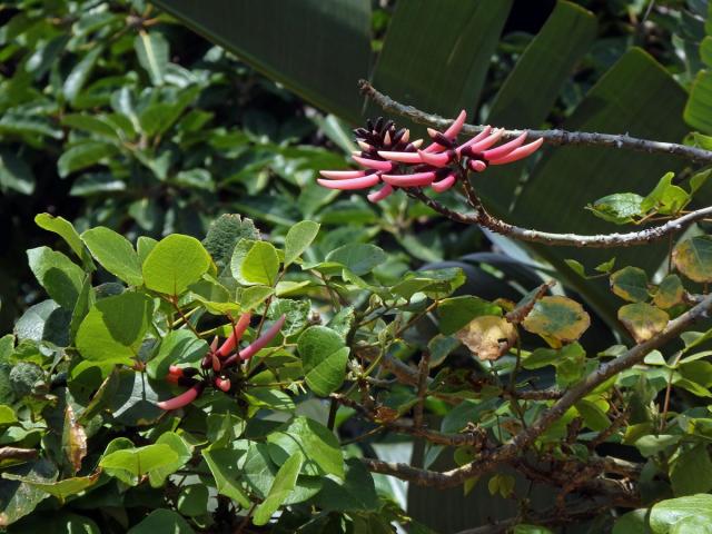 Zarděnice (Erythrina lysistemon L.)