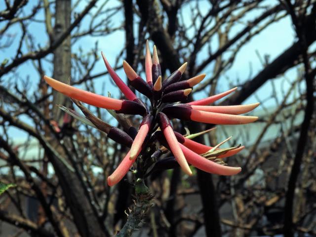 Zarděnice (Erythrina lysistemon L.)