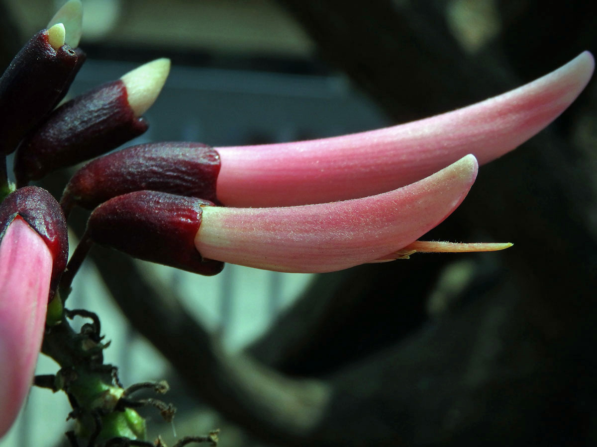 Zarděnice (Erythrina lysistemon L.)