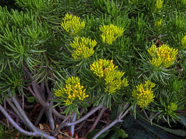 Starček (Senecio barbertonicus Klatt)