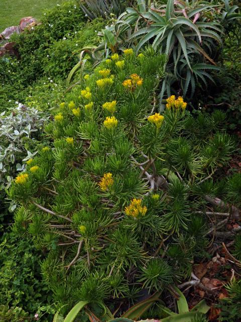 Starček (Senecio barbertonicus Klatt)