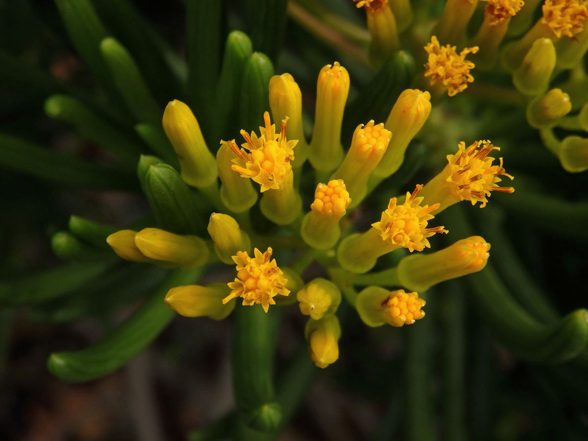 Starček (Senecio barbertonicus Klatt)