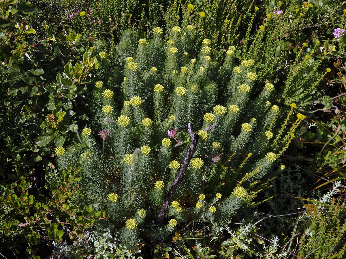 Athanasia crithmifolia L.