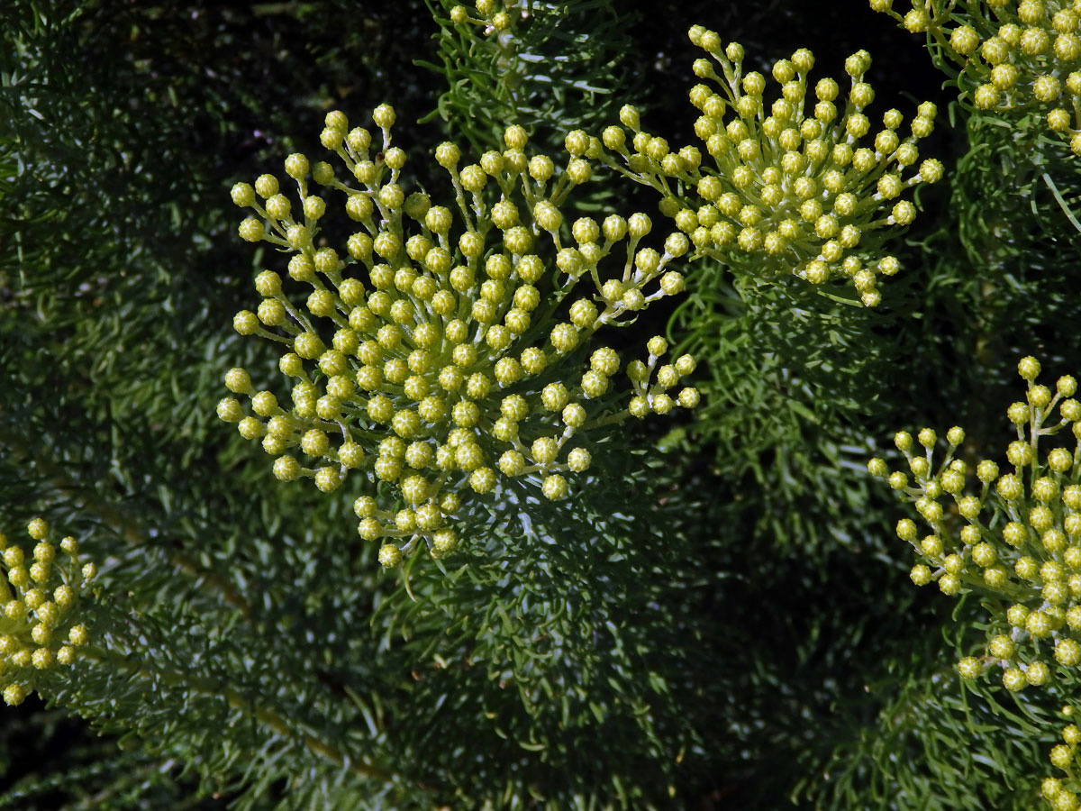 Athanasia crithmifolia L.