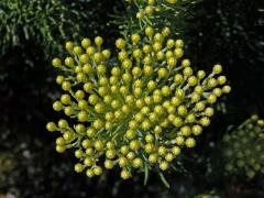 Athanasia crithmifolia L.