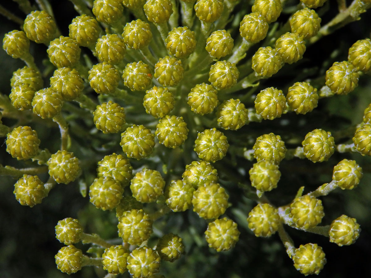 Athanasia crithmifolia L.