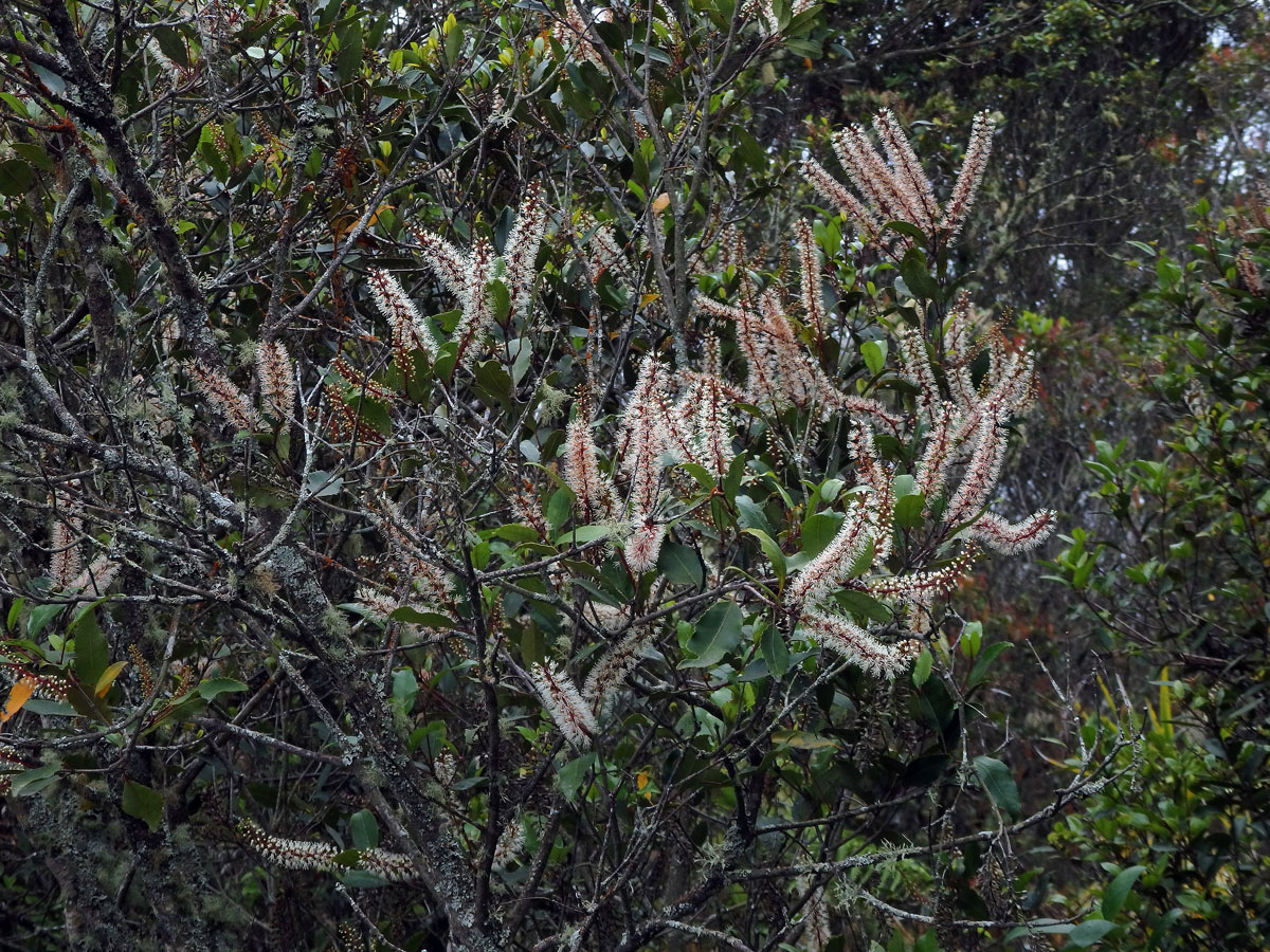 Weinmannia racemosa L. f.