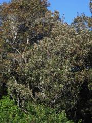 Weinmannia racemosa L. f.