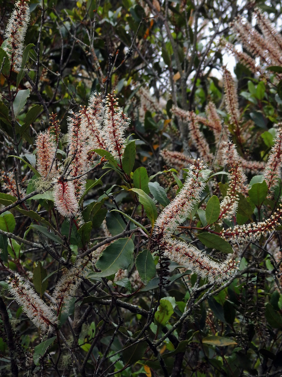 Weinmannia racemosa L. f.