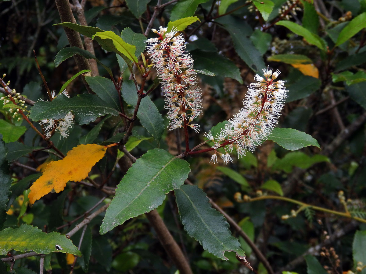 Weinmannia racemosa L. f.