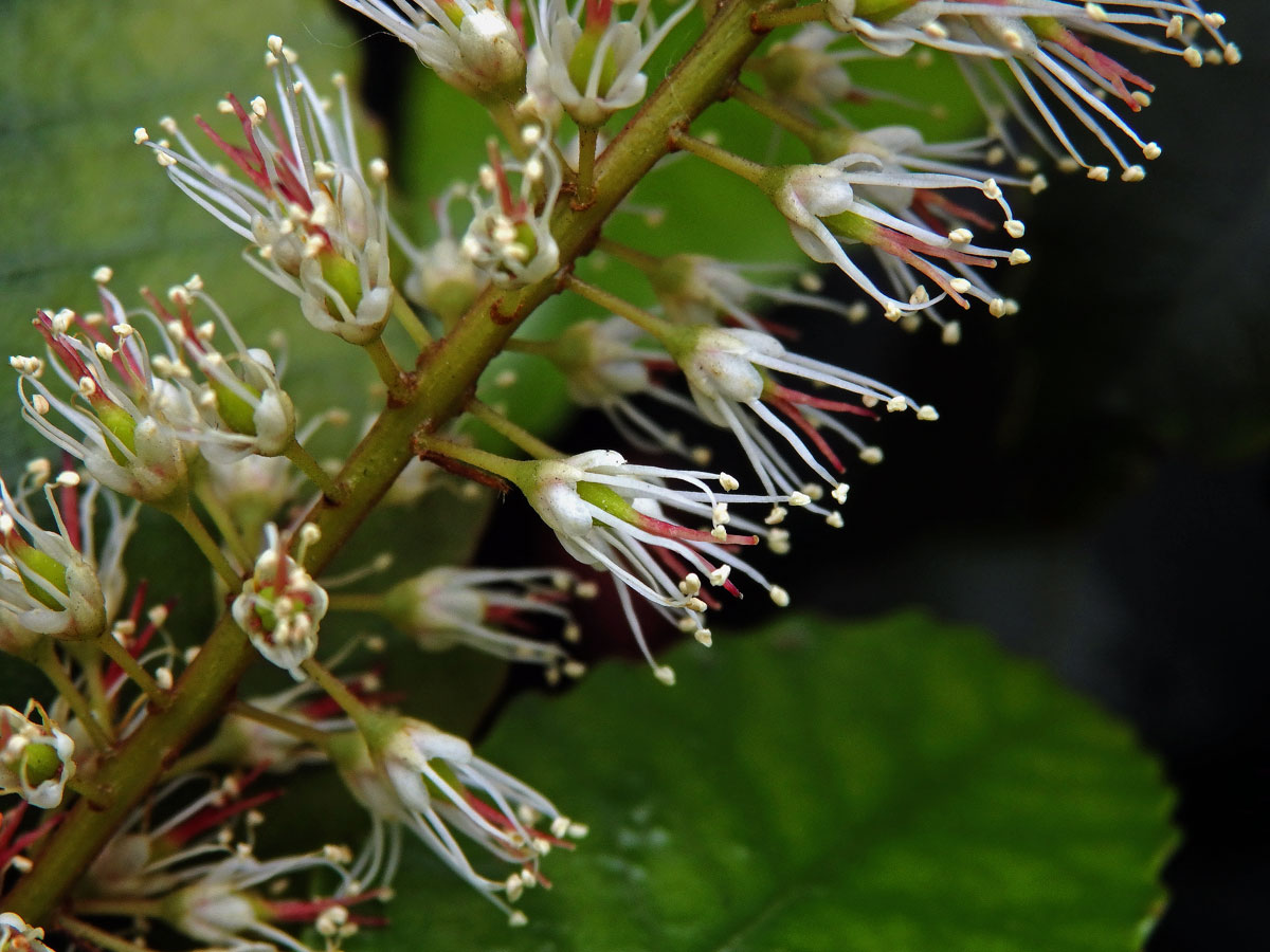 Weinmannia racemosa L. f.