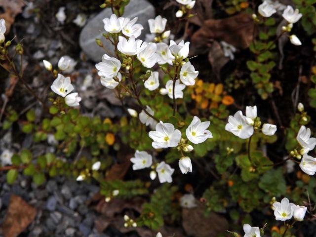 Rozrazil (Veronica lyallii Hook. f.)