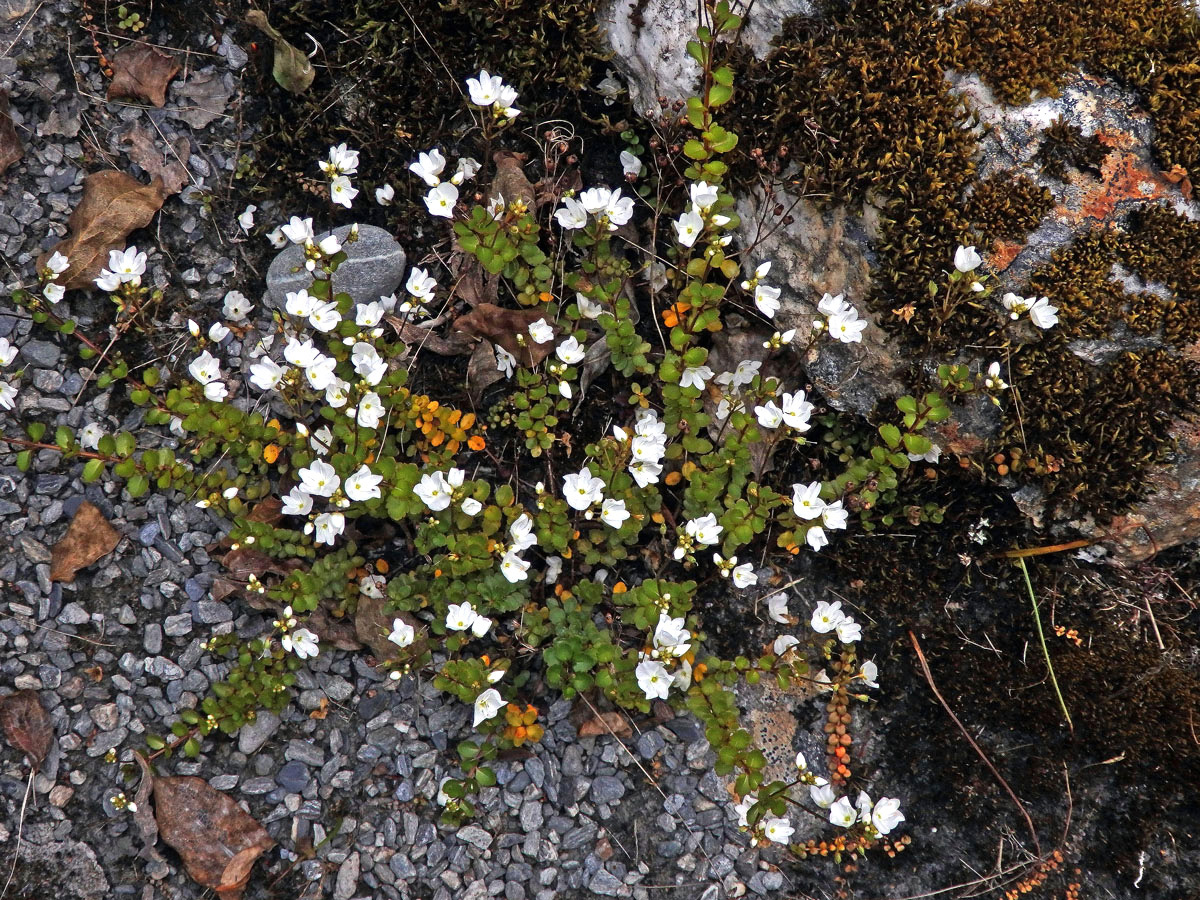 Rozrazil (Veronica lyallii Hook. f.)