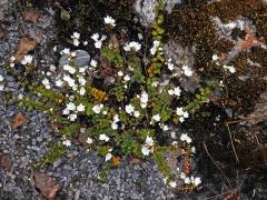 Rozrazil (Veronica lyallii Hook. f.)