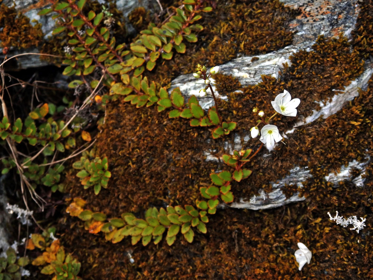 Rozrazil (Veronica lyallii Hook. f.)