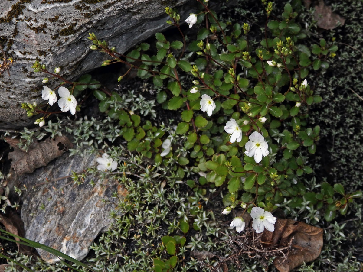 Rozrazil (Veronica lyallii Hook. f.)