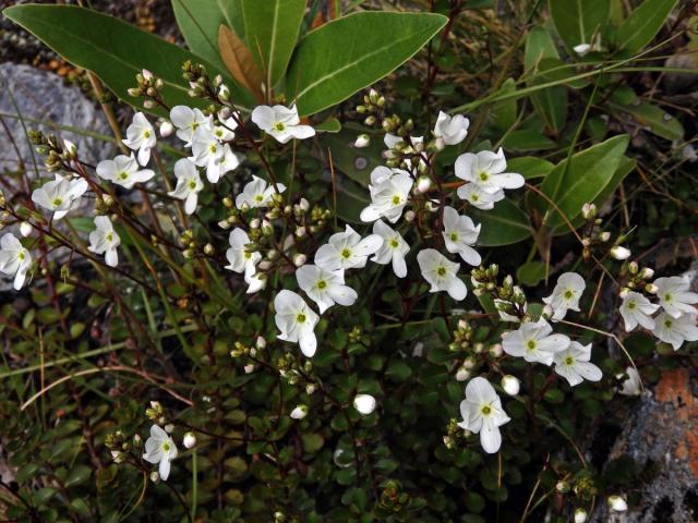 Rozrazil (Veronica lyallii Hook. f.)