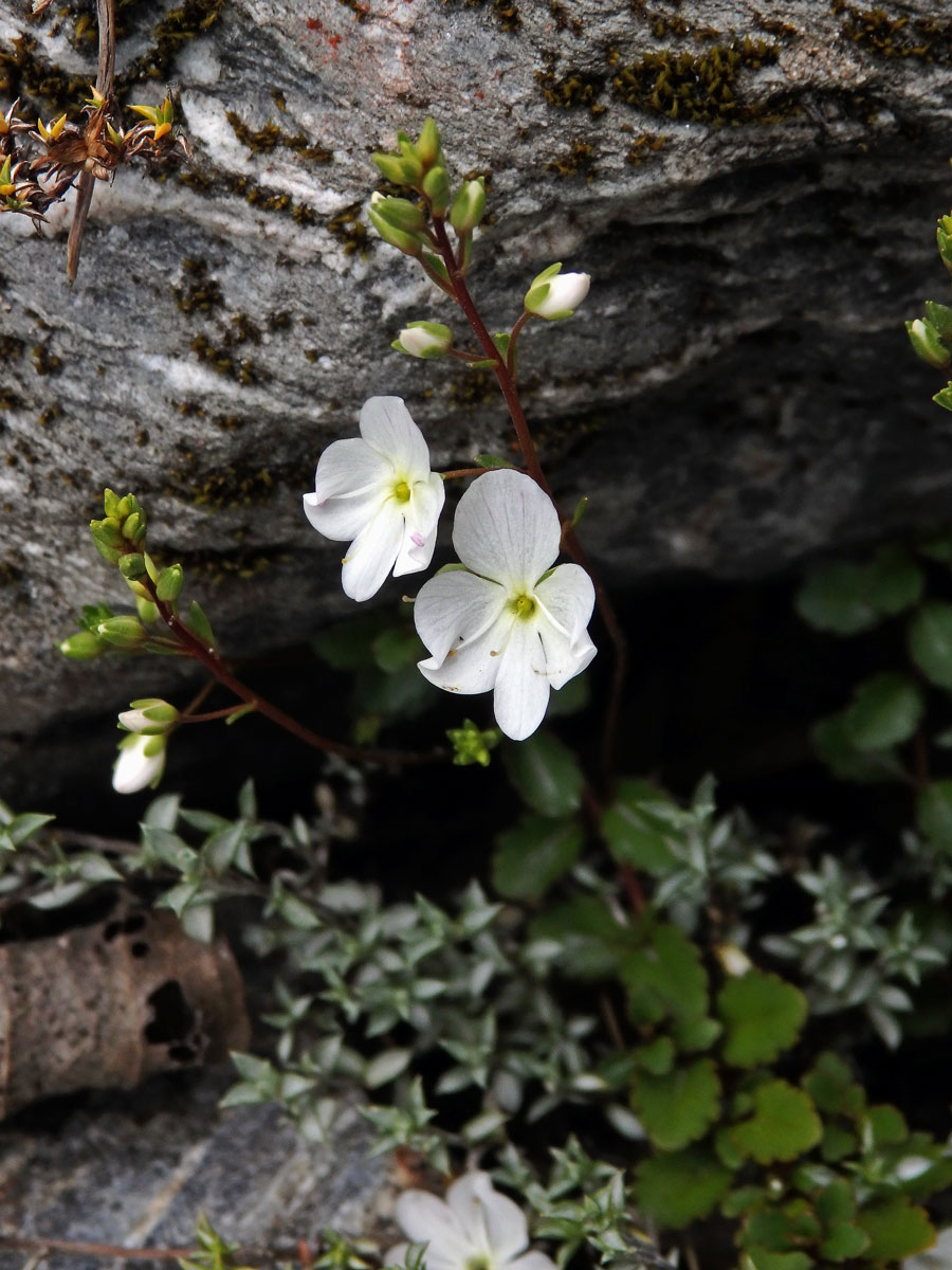 Rozrazil (Veronica lyallii Hook. f.)