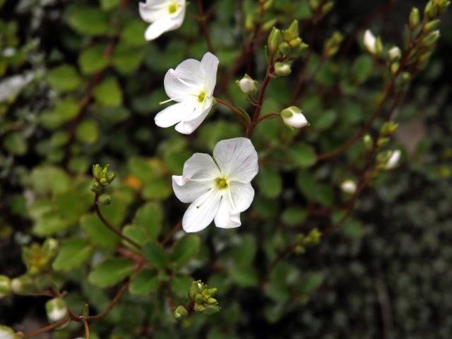 Rozrazil (Veronica lyallii Hook. f.)