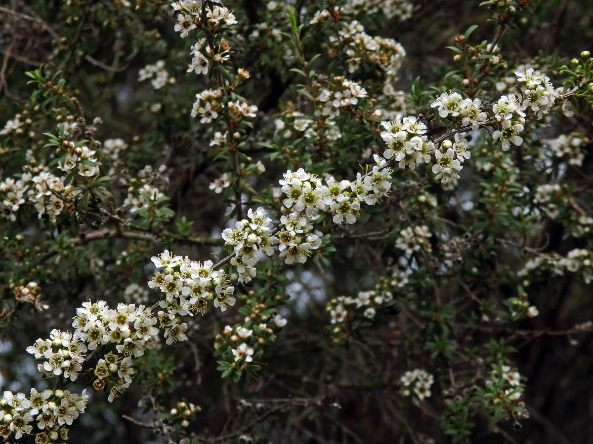 Kunzea tenuicaulis de Lange - kanuka