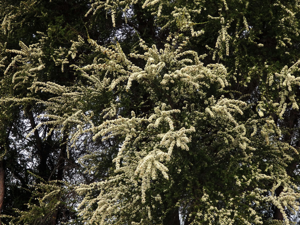 Kunzea tenuicaulis de Lange - kanuka