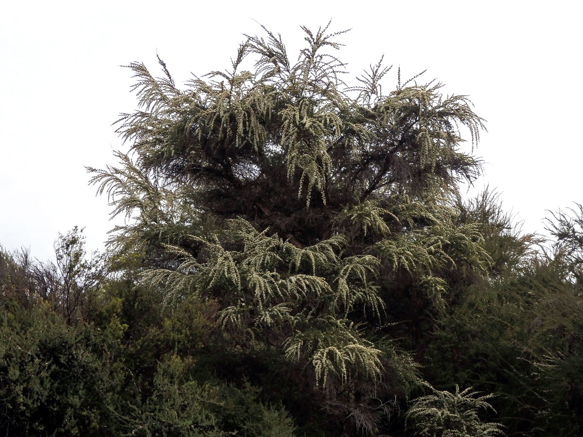 Kunzea tenuicaulis de Lange - kanuka