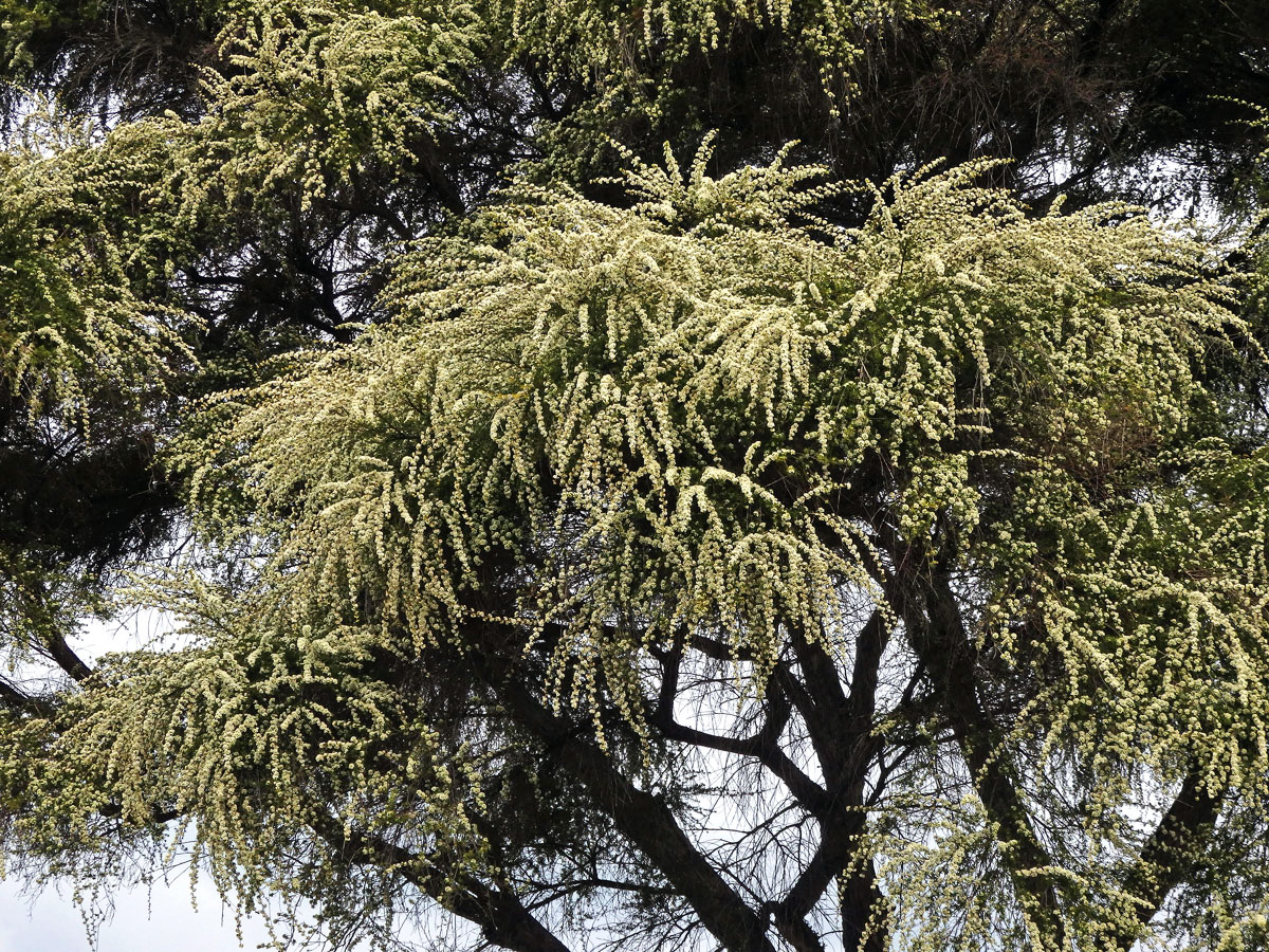 Kunzea tenuicaulis de Lange - kanuka