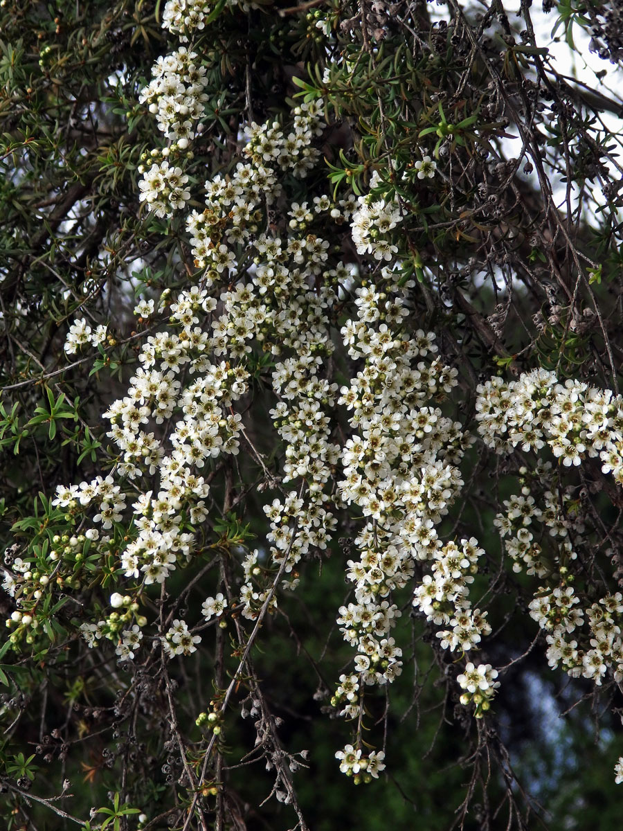 Kunzea tenuicaulis de Lange - kanuka