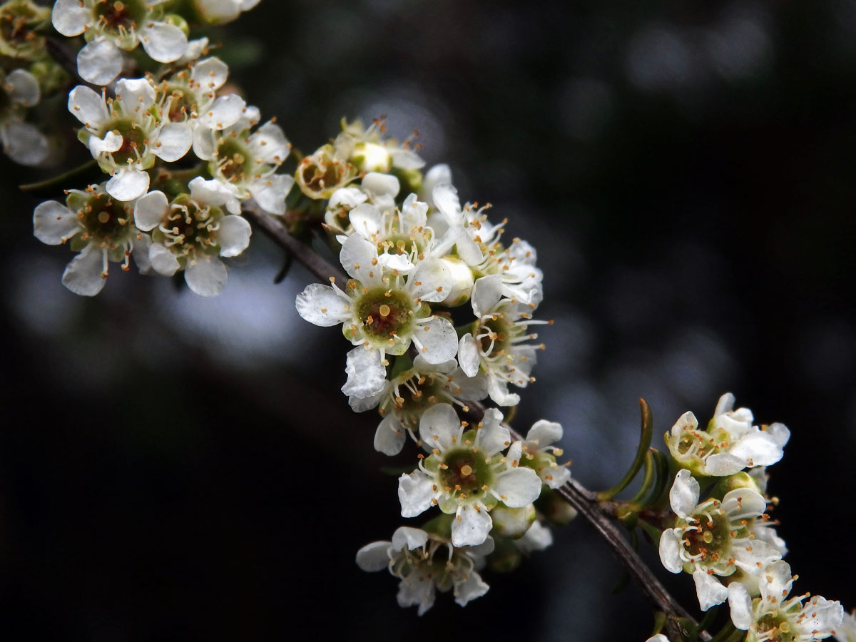 Kunzea tenuicaulis de Lange - kanuka