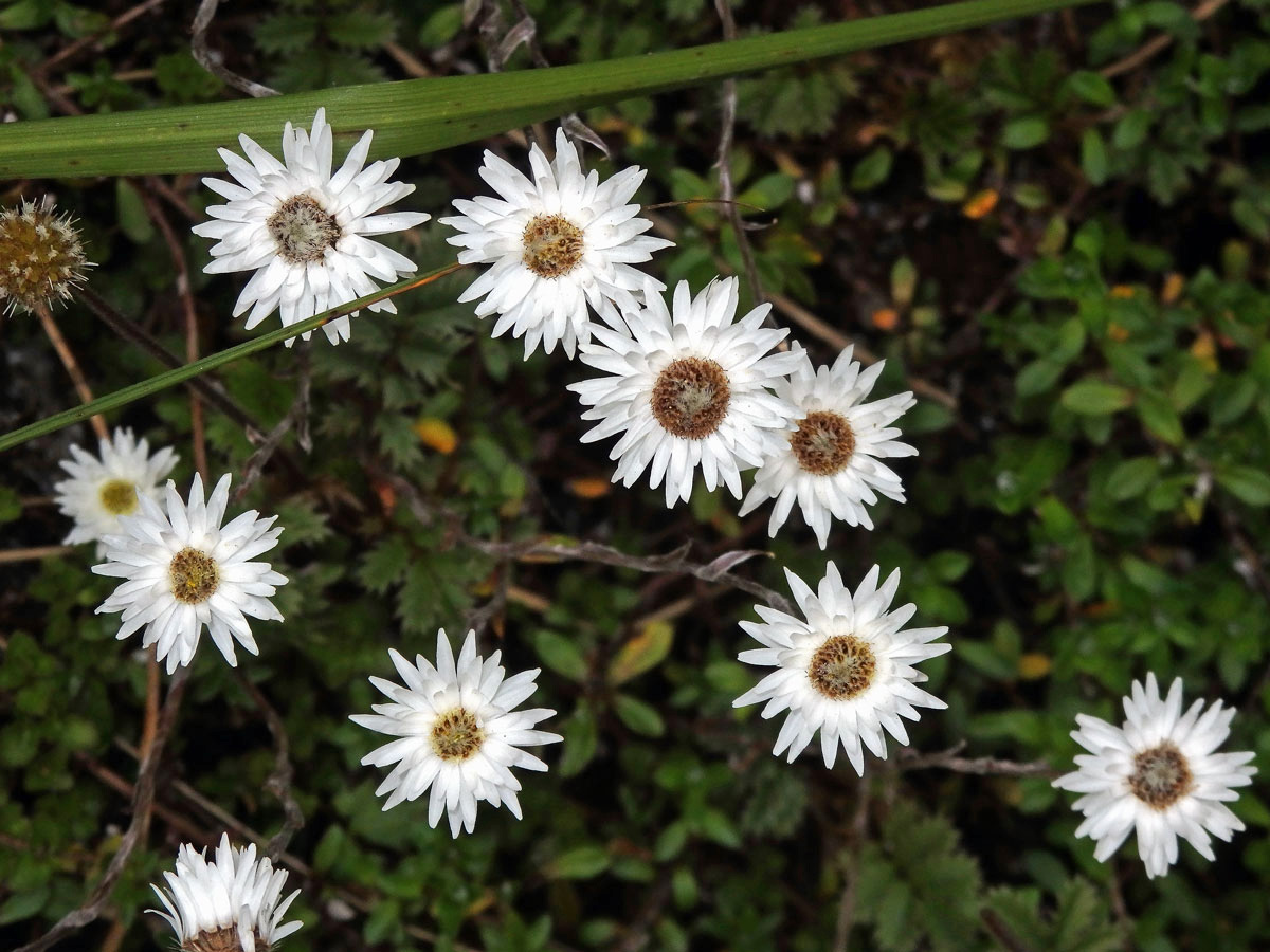 Anaphalioides bellidioides (G. Forst.) Glenny