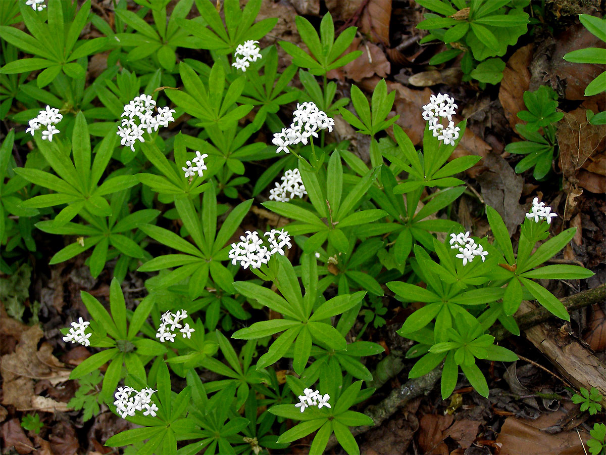 Svízel vonný = Mařinka vonná (Galium odoratum (L.) Scop.)