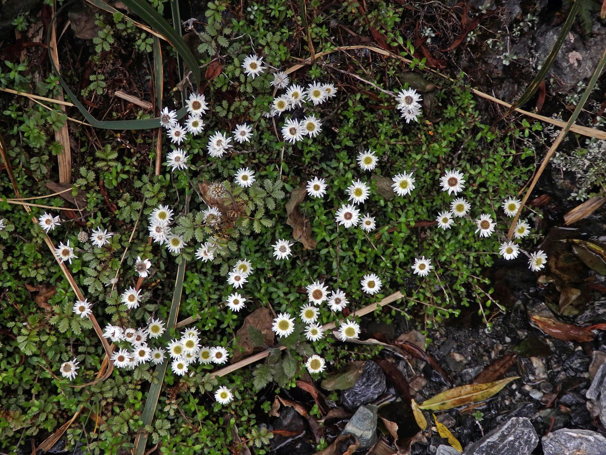 Anaphalioides bellidioides (G. Forst.) Glenny