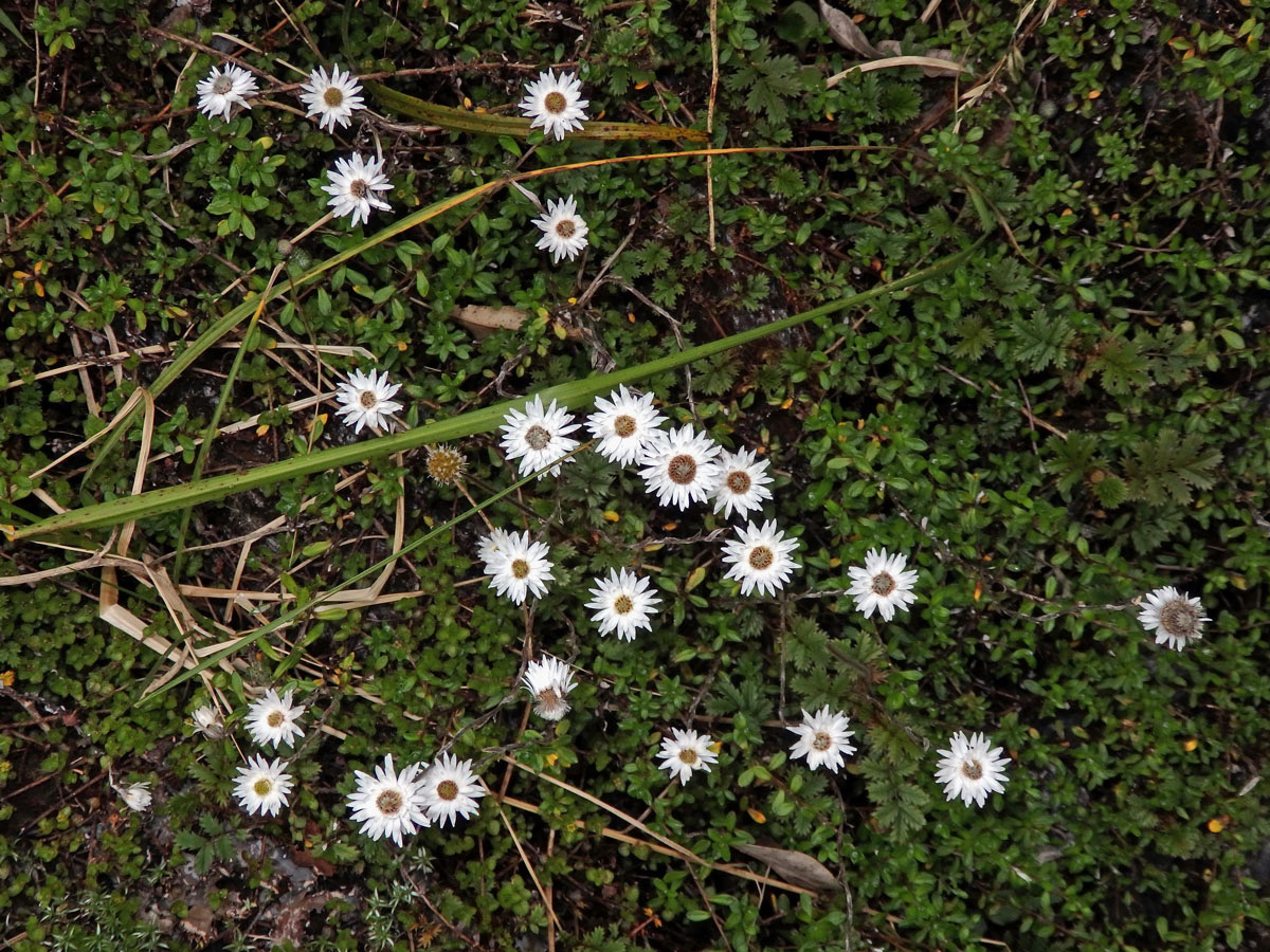 Anaphalioides bellidioides (G. Forst.) Glenny