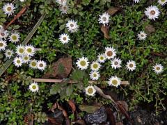 Anaphalioides bellidioides (G. Forst.) Glenny