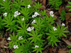 Svízel vonný = Mařinka vonná (Galium odoratum (L.) Scop.)