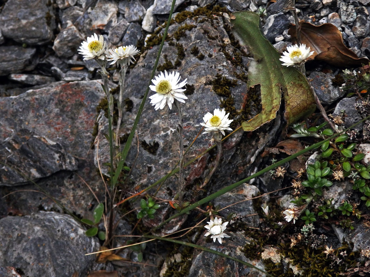 Anaphalioides bellidioides (G. Forst.) Glenny